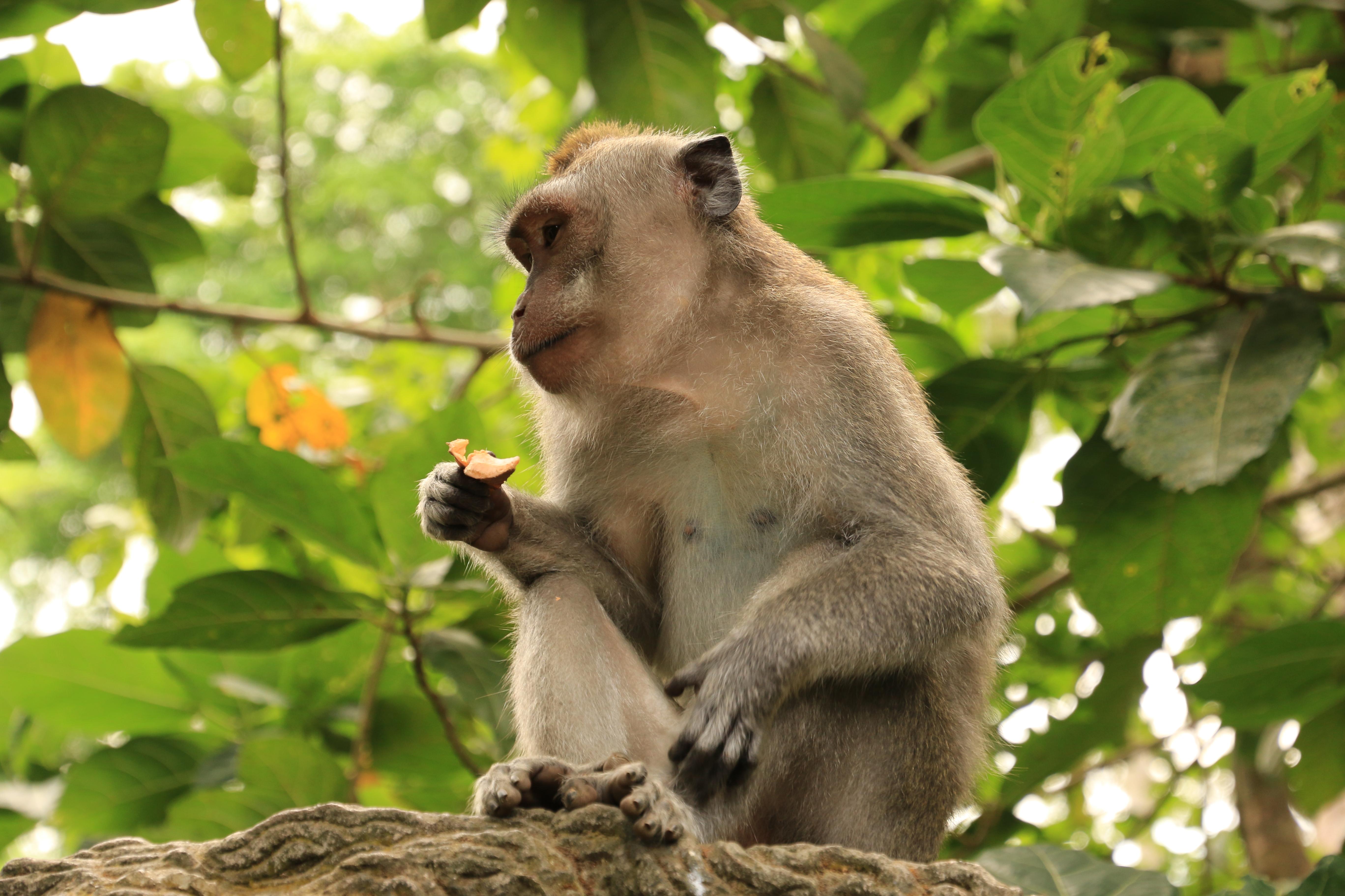 Ubud monkeys